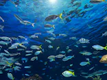 サンシャイン水族館に投稿された画像（2026/10/4）