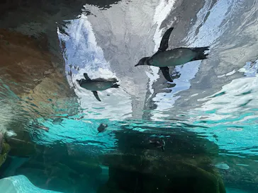 天王寺動物園に投稿された画像（2026/10/4）