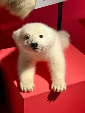 特別展「いきもの超ワールド展　国立科学博物館×ダーウィンが来た！」（国立科学博物館）に投稿された画像（2026/10/4）