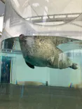 京都水族館に投稿された画像（2026/10/4）
