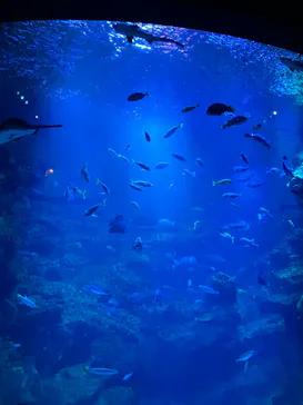京都水族館に投稿された画像（2026/10/4）