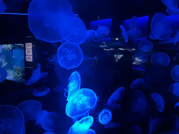 京都水族館に投稿された画像（2026/10/4）