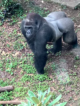 恩賜上野動物園に投稿された画像（2026/10/4）