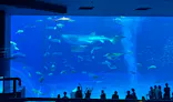 沖縄美ら海水族館に投稿された画像（2026/10/5）