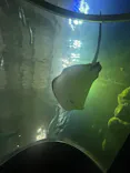 串本海中公園水族館に投稿された画像（2026/10/5）
