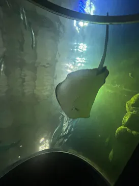 串本海中公園水族館に投稿された画像（2026/10/4）