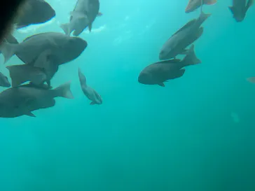 串本海中公園水族館に投稿された画像（2026/10/4）