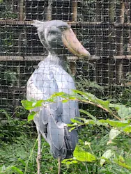 恩賜上野動物園に投稿された画像（2026/10/4）