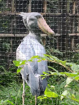 恩賜上野動物園に投稿された画像（2026/10/4）