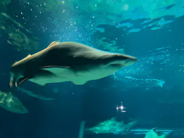 アクアワールド茨城県大洗水族館に投稿された画像（2026/10/4）