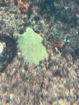 アクアワールド茨城県大洗水族館に投稿された画像（2026/10/4）