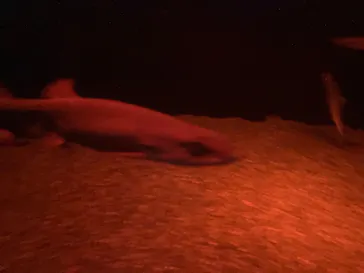アクアワールド茨城県大洗水族館に投稿された画像（2026/10/4）