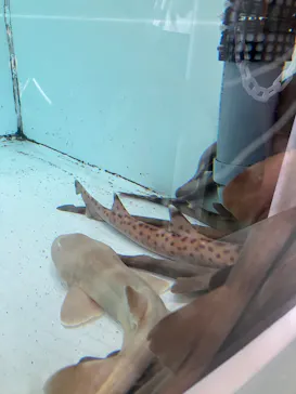 アクアワールド茨城県大洗水族館に投稿された画像（2026/10/4）