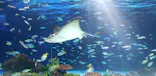サンシャイン水族館に投稿された画像（2026/10/5）
