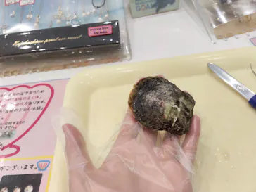 九十九島水族館海きららに投稿された画像（2026/10/5）