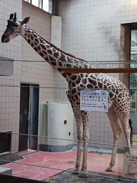 天王寺動物園に投稿された画像（2026/10/5）
