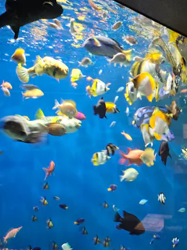しながわ水族館に投稿された画像（2026/10/5）
