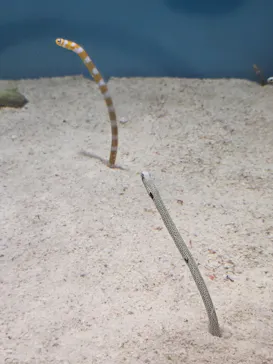 しながわ水族館に投稿された画像（2026/10/5）