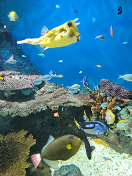 しながわ水族館に投稿された画像（2026/10/5）