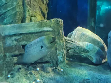 しながわ水族館に投稿された画像（2026/10/5）
