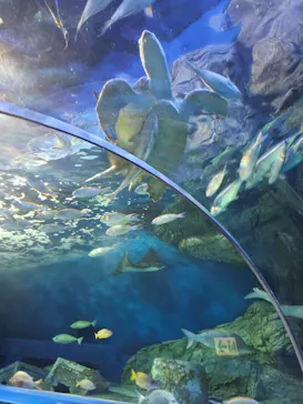 しながわ水族館に投稿された画像（2026/10/5）