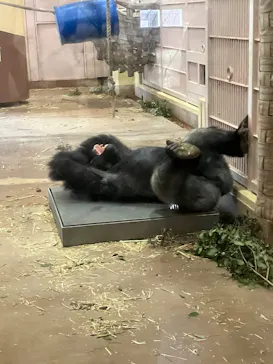名古屋市東山動植物園に投稿された画像（2026/10/5）