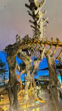 福井県立恐竜博物館に投稿された画像（2026/10/5）