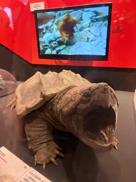 特別展「いきもの超ワールド展　国立科学博物館×ダーウィンが来た！」（国立科学博物館）に投稿された画像（2026/10/5）