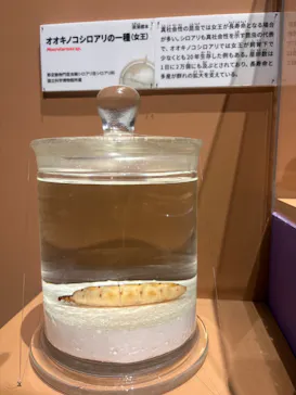 特別展「いきもの超ワールド展　国立科学博物館×ダーウィンが来た！」（国立科学博物館）に投稿された画像（2026/10/5）