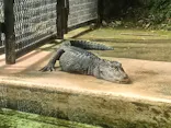 熱川バナナワニ園に投稿された画像（2026/10/5）