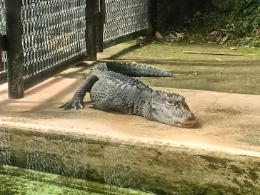 熱川バナナワニ園に投稿された画像（2026/10/5）