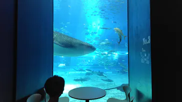 沖縄美ら海水族館に投稿された画像（2026/10/5）