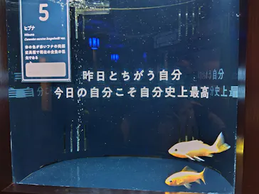横浜開運水族館 フォーチュンアクアリウムに投稿された画像（2026/10/5）
