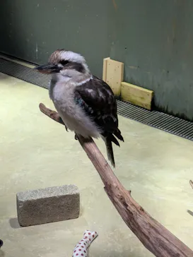 カワスイ 川崎⽔族館に投稿された画像（2026/10/5）
