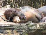 名古屋市東山動植物園に投稿された画像（2026/10/5）