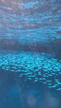 MalDive（モルダイブ）に投稿された画像（2026/10/2）