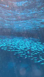 MalDive（モルダイブ）に投稿された画像（2026/10/2）
