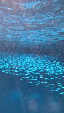 MalDive（モルダイブ）に投稿された画像（2026/10/2）