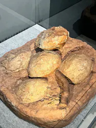 福井県立恐竜博物館に投稿された画像（2026/10/5）