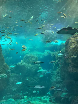 新江ノ島水族館に投稿された画像（2026/10/6）