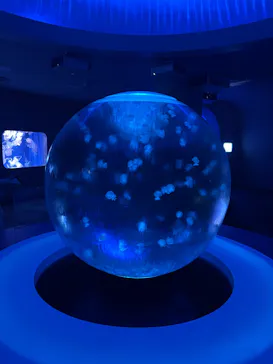 新江ノ島水族館に投稿された画像（2026/10/6）