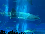 沖縄美ら海水族館に投稿された画像（2026/10/6）