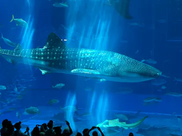沖縄美ら海水族館に投稿された画像（2026/10/6）