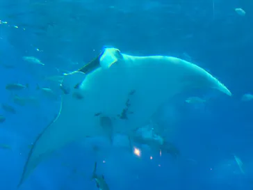 沖縄美ら海水族館に投稿された画像（2026/10/6）