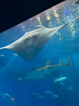 沖縄美ら海水族館に投稿された画像（2026/10/6）