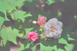 名古屋市東山動植物園に投稿された画像（2026/10/6）