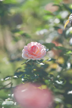 名古屋市東山動植物園に投稿された画像（2026/10/6）