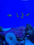 アクアワールド茨城県大洗水族館に投稿された画像（2026/10/6）