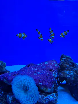 アクアワールド茨城県大洗水族館に投稿された画像（2026/10/6）