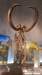 福井県立恐竜博物館に投稿された画像（2026/10/6）